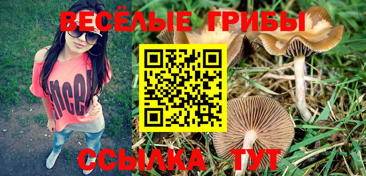 Псилоцибиновые грибы мицелий Дербент